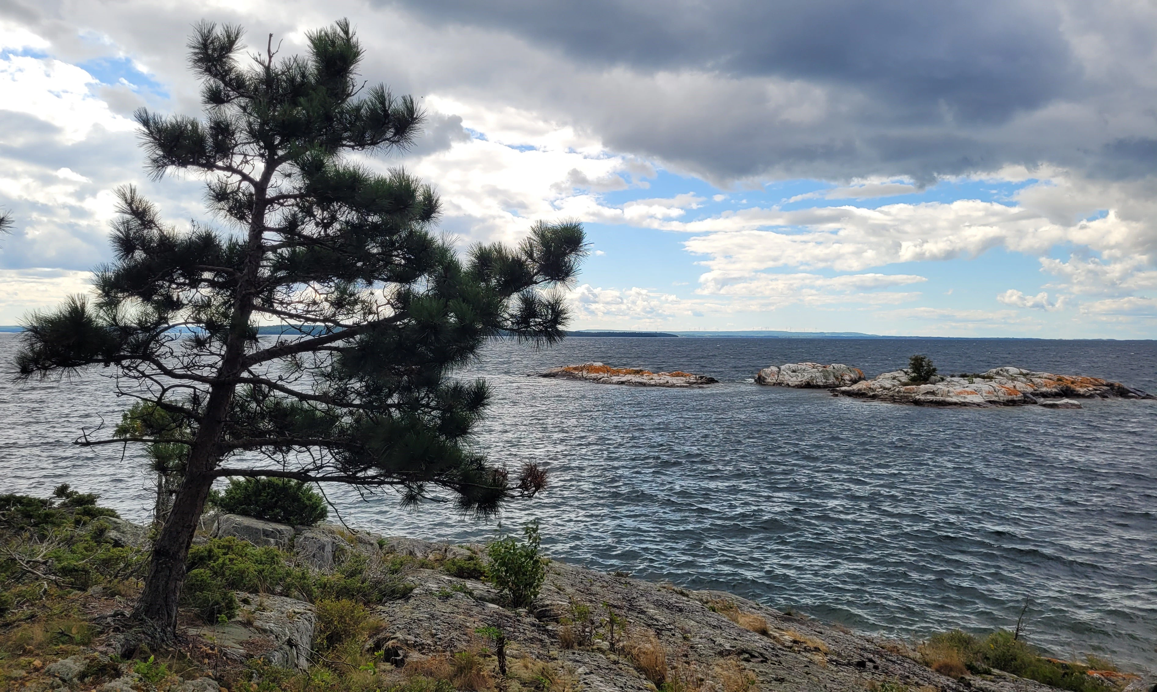 Red pine tree growing from quartzite rock on Creak Island